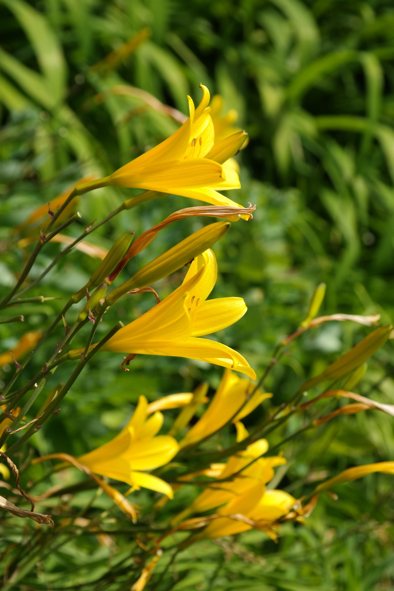 close-up, petal, flower head, Bloom, day, plant, sepal, flora, inflorescence, lily, growth, Flower, flower macro, 5K, green color, vulnerability, focus on foreground