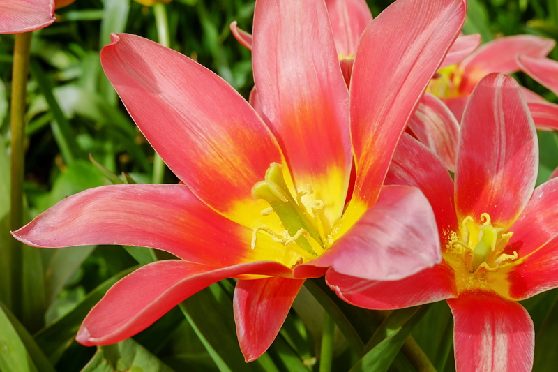 garden, vulnerability, spring, sunlight, focus on foreground, stamen, nature, bloom, flowers, flower garden, red, petal, no people, flowering plant, 4K