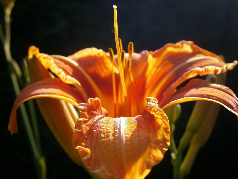 flower, vulnerability, fragility, freshness, macro, yellow, flora, no people, garden plant, flowers, lilium, garden, beautiful, nature, botany, structure