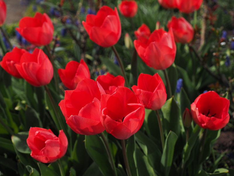 color, close, beauty in nature, tulip, flower, lily, freshness, fragility, nature, red, no people, leaf, outdoors, flowering plant, colorful, plant part