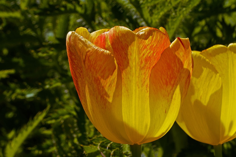 freshness, Flower, leaf, flowering plant, vulnerability, liliaceae, petal, red, day, bloom, sunlight, orange color, fragility, nature, red border, structure