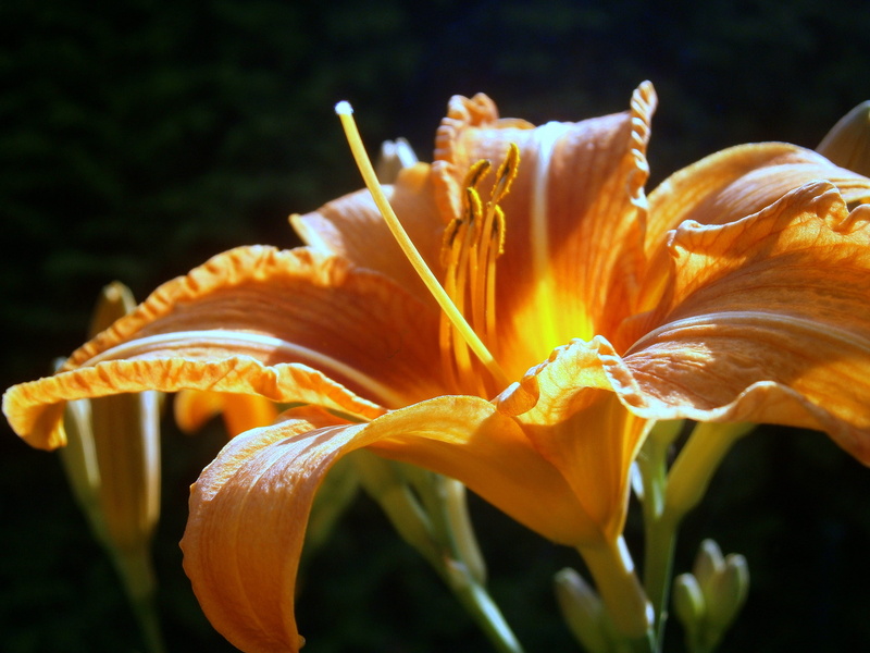 filigree, pollen, freshness, petal, tender, flower, inflorescence, liliaceae, structure, Lilium, growth, ornamental plant, day lily, 4K, garden plant