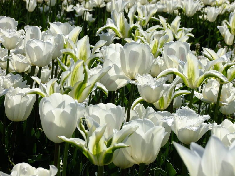 botany, leaf, flower head, bed, white tulips, white, lily-flowered tulips, flowering plant, sun, frühlingsblüher, green color, tone in tone, liliaceae