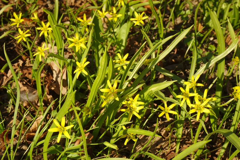 sunlight, star, grass, tranquility, bloom, leaf, backgrounds, outdoors, no people, herb, Yellow Star, land, growth, forest - yellow star, green color, forest gold star