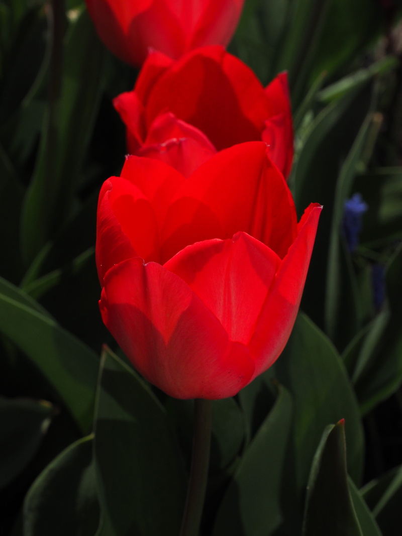 flower, rose - flower, vulnerability, nature, leaf, red, Tulips, close-up, fragility, liliaceae, Close, growth, 4K, color, lily, flowering plant, plant