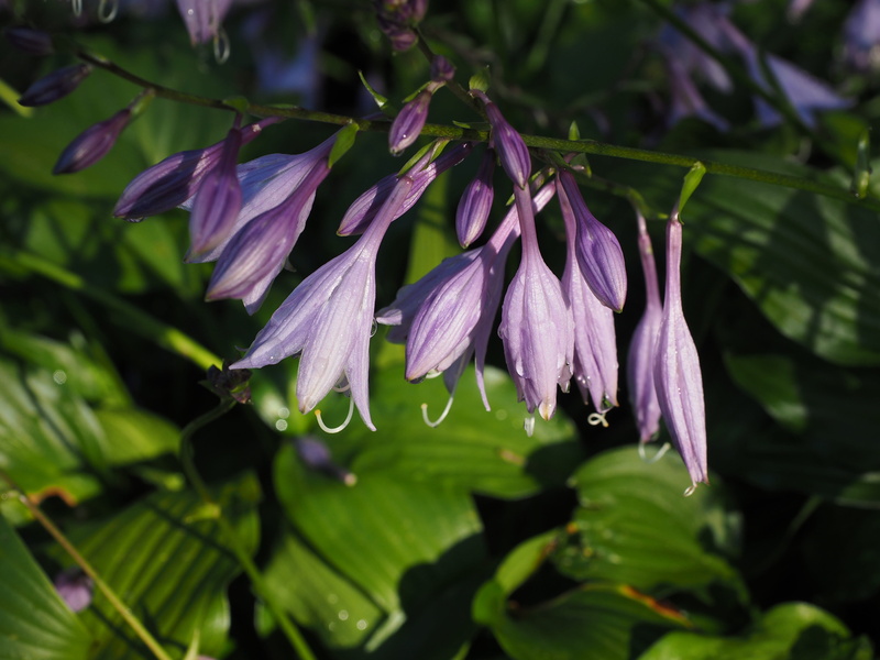 day, plantain lily, flower, liliaceae, softness, water, drop, flower head, inflorescence, focus on foreground, pollen, light purple, beauty in nature, outdoors