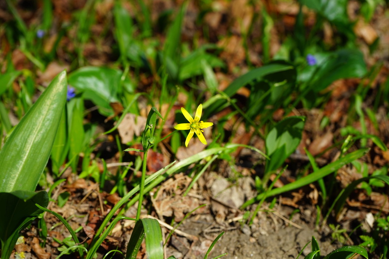 high angle view, nature, forest gold star, outdoors, green color, leaf, forest - yellow star, freshness, gagea lutea, beauty in nature, yellow, yellow star