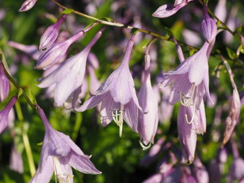 beauty in nature, petal, springtime, flower head, violet, flower, purity, sweetheart lilies, close-up, flowers, fragility, vulnerability, nature, spring