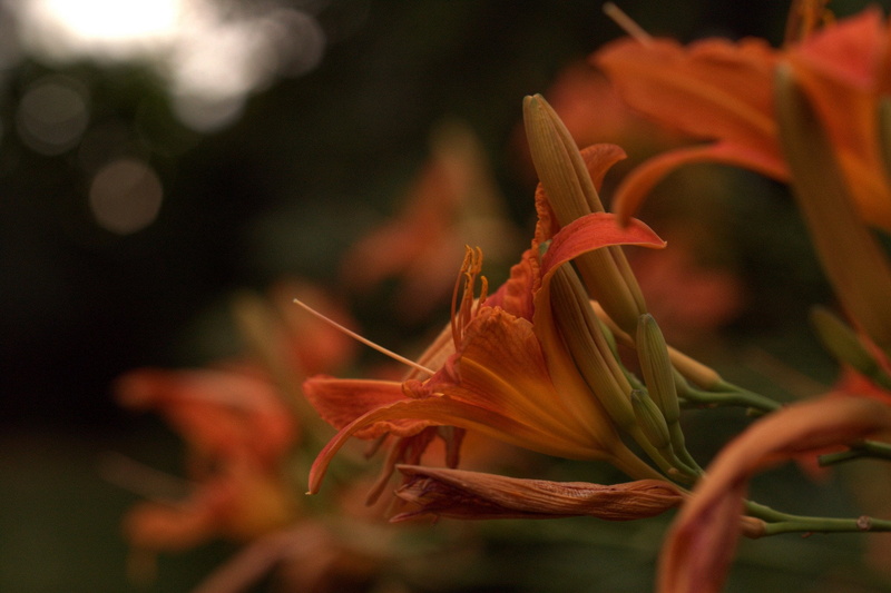 liliaceae, 1080P