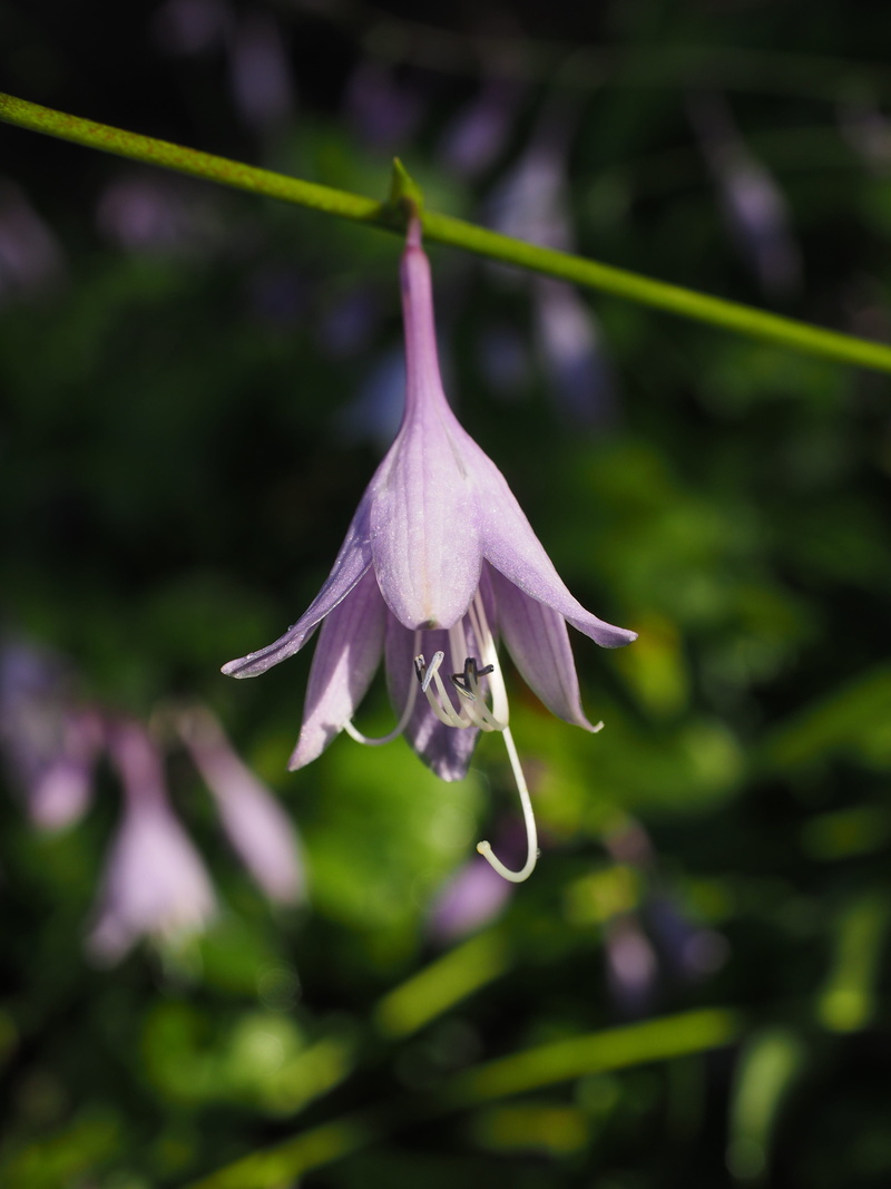 fragility, agavengewächs, freshness, plant stem, violet, selective focus, purity, leaf foliage plant, day, close-up, petal, no people, plant, plantain lily