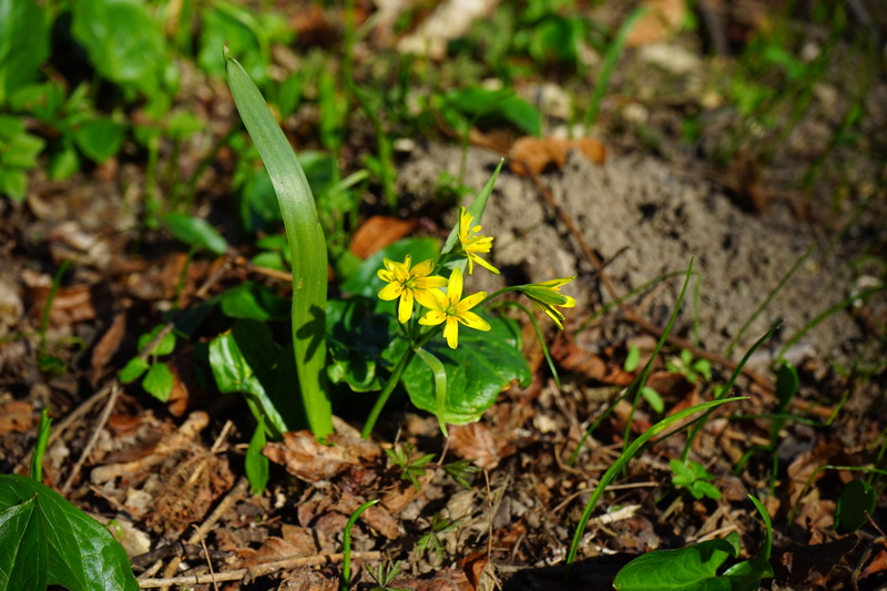 lilies, ordinary yellow star, land, gagea lutea, green color, flower, close-up, day, freshness, fragility, nature, plant part, flower head, field, petal
