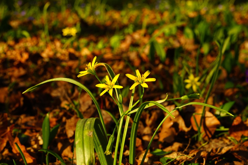 flowering plant, flower head, forest gold star, plant part, 5K, plant, vulnerability, land, bloom, beauty in nature, day, lilies, forest - yellow star