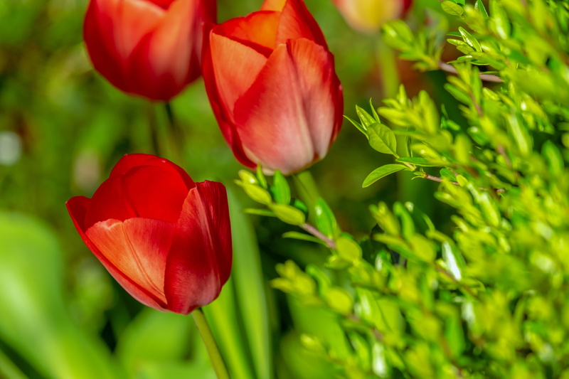 inflorescence, breeding tulip, petal, selective focus, spring flower, fragility, springtime, day, schnittblume, flower head, vulnerability, beauty in nature