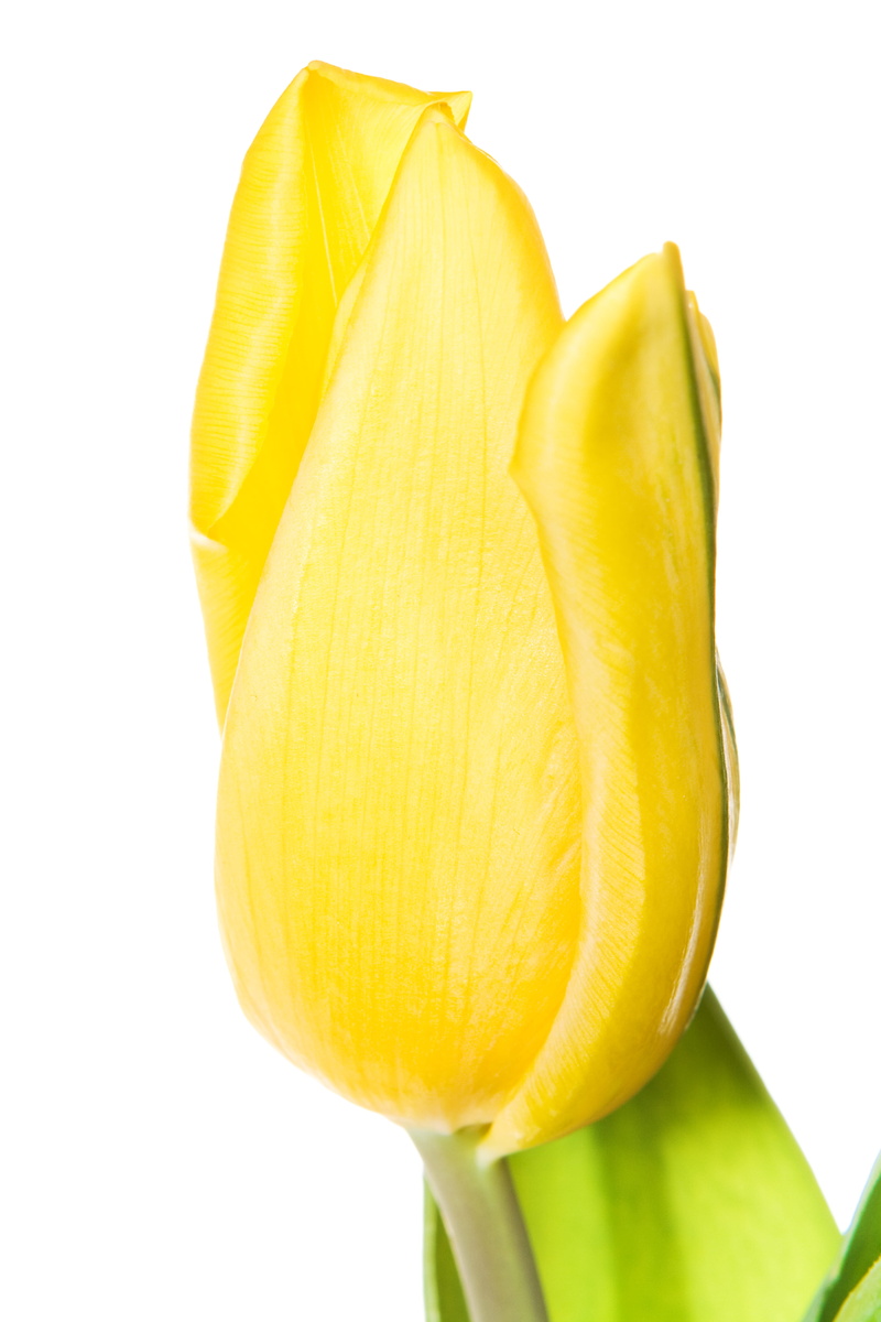 design, of, macro, bloom, studio shot, arrangement, delicate, love, background, eco, food and drink, freshness, cut, slice, focus, isolated, flower, bunch