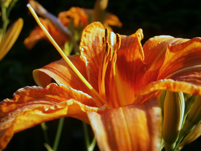 blossom, lilies, outdoors, lily family, stamen, garden, pollen, close-up, nature, flower, close, flower head, springtime, garden plant, fragility, flowering plant