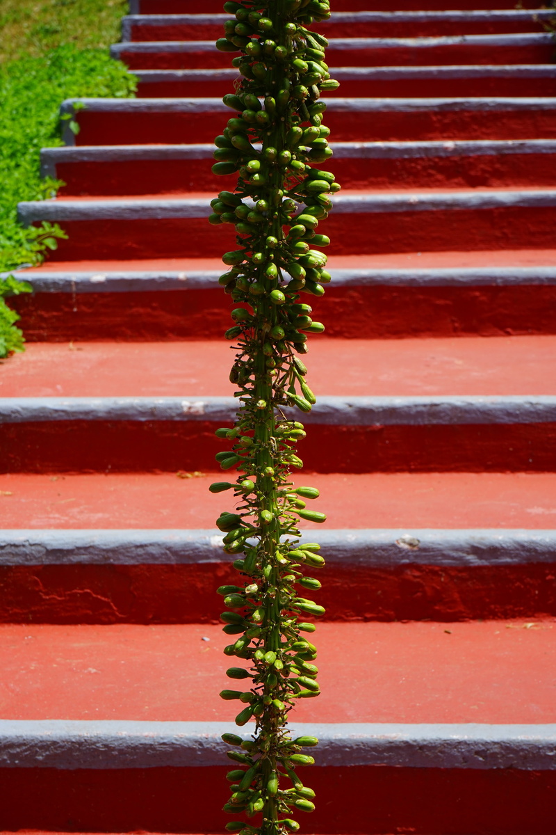 green color, agave attenuata, architecture, agavengewächs, day, gradually, green, full frame, stairs, tree, red, close-up, plant, in a row, wall - building feature