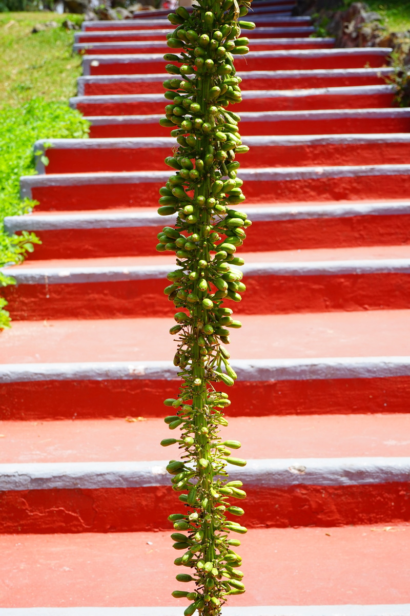 outdoors, no people, nature, gradually, agave, inflorescence, staircase, agavengewächs, close-up, winter, beauty in nature, land, high angle view, day