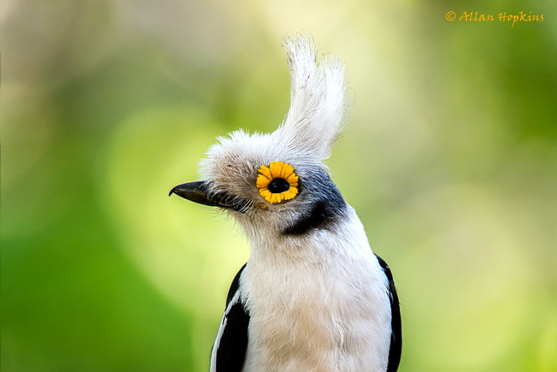 White-crested Helmetshrike, Western Division  The Gambia, phylum, casqué, Prionops plumatus, class, Straight, Aves, crested, Fantastic, family, West Africa