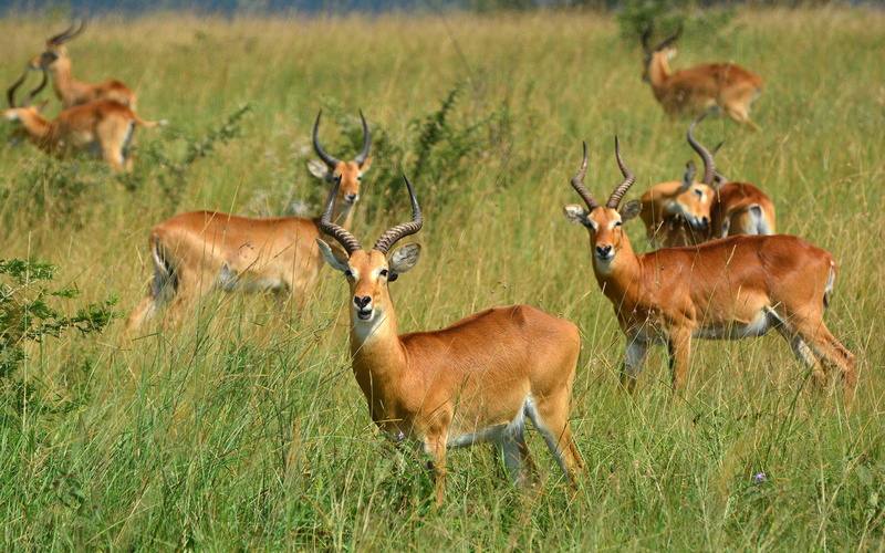 outdoors, 2K, land, murchison, field, antelopes, deer, common, animal, uganda, animal wildlife, day, green color, park, animals in the wild, domestic animals