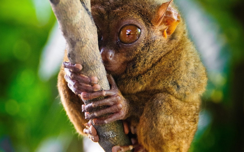 endangered Species, focus on foreground, rainforest, nature, madagascar, wildlife, forest, animal wildlife, animal, one Animal, tropical Climate, primate