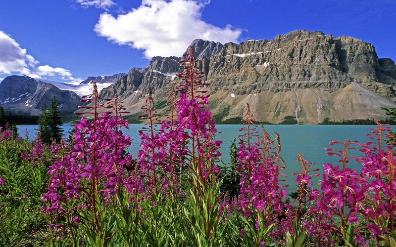 plants, onagraceae, national, lake, 4K, bow, alberta, fireweed, park, flowering, family, genus, banff, chamaenerion, canada