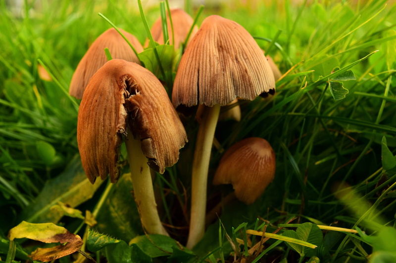 multiplication, brown mushroom, freshness, vulnerability, autumn, fragility, growth, meadow, close-up, small, beauty in nature, close, nature, meadow mushrooms