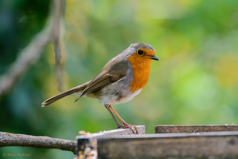 outdoors, wildlife, Erithacus rubecula, gorge, Pisco, Allan Hopkins, Passeriformes, binomial, robin, Pit, Chordata, animal, GBR, Vertebrata, selective