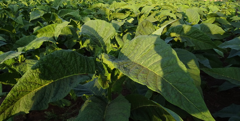agriculture, cultivation, freshness, growth, food, 2K, no people, Nicotiana Tabacum, nature, Tobacco, full frame, nicotine, india, green color, healthy eating