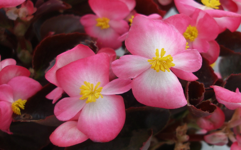 outdoors, petal, growth, 4K, tablet, white, mobile, flowering plant, plant, bicolour, senator, vulnerability, begonia, yellow, springtime, genus, day