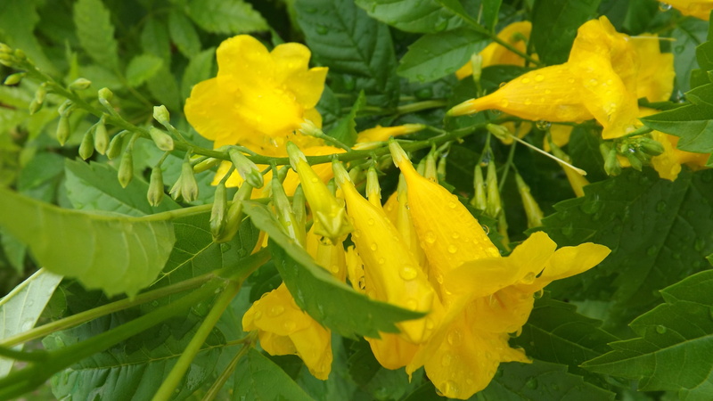 tecoma, thomas, trumpetbush, named, family, elder, usually, ginger, bignoniaceae, genus, yellow, 4K