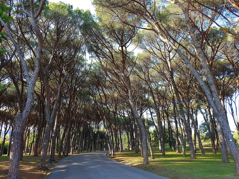 no people, pinus pinea, pine, green color, pine genus, pine grove, relaxation, tuscany, 4K, montecatini, park, nature, beauty in nature, outdoors, mediterranean pine