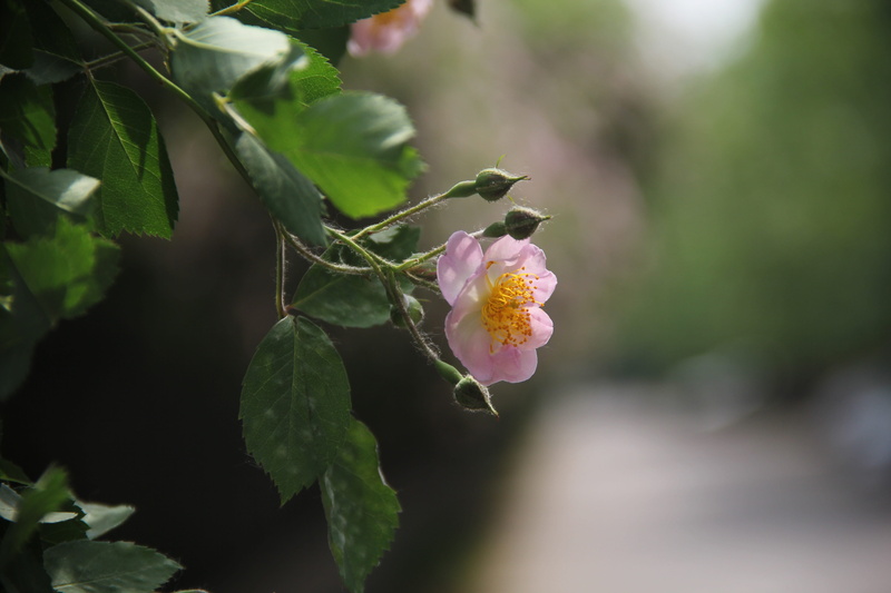 leaf, flower, springtime, plant part, fragility, no people, nature, original, focus on foreground, Original Film, dough rose, rose mesh section of the genus
