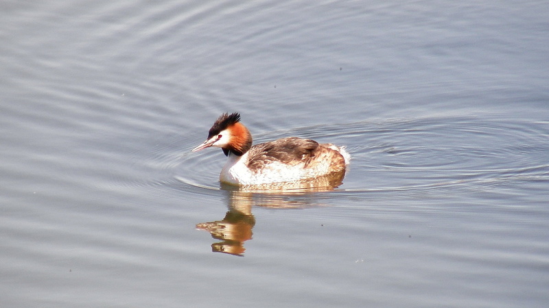 lake, brown, grebe, Chordata, brown bird, Animalia, great crested grebe, animals In The Wild, 1080P, family, pond, Olympus, mallard Duck, binomial, beak