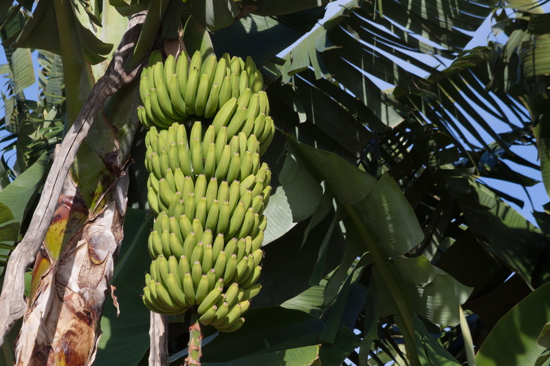 leaf, fruit, plant, flora, bunch, green color, plant part, green, dessert banana, day, genus, musaceae, 4K, plantation, no people, hanging, musa, nature