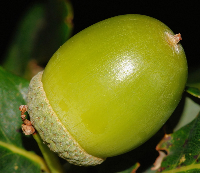 photography, Acorn, closeup, green, summer, freshness, oval, nature, Fruit, outdoors, food, genus, Immature, ripe, macro, wellbeing, leaf, plant part, growth
