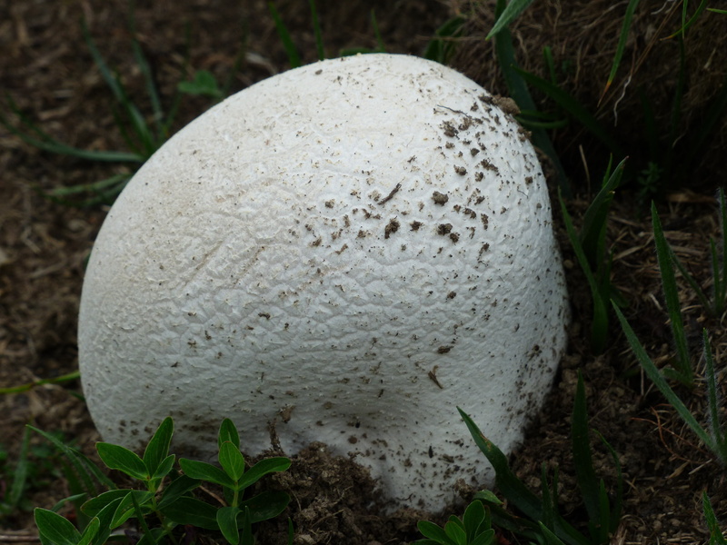 langermannia gigantea, field, vegetable, plant, white color, lycoperdon gigantea, grass, land, nature, no people, mushroom relative, 4K, gastromycetidae