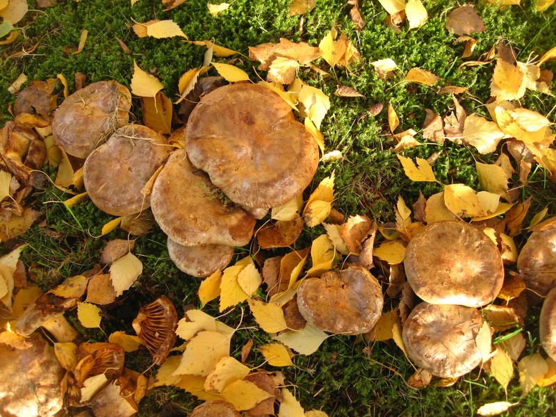 bare kremplinge, firs, growth, no people, forest floor, flora, leaf, together, october mushroom, paxillus involutus, field, tree, yellow brown, fruiting bodies