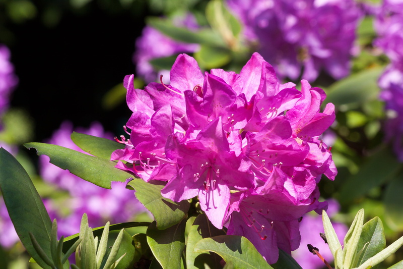 bunch of flowers, rhododendron, family of ericaceae, water, nature, petal, vulnerability, flower head, green, outdoors, leaf, springtime, flower, genus