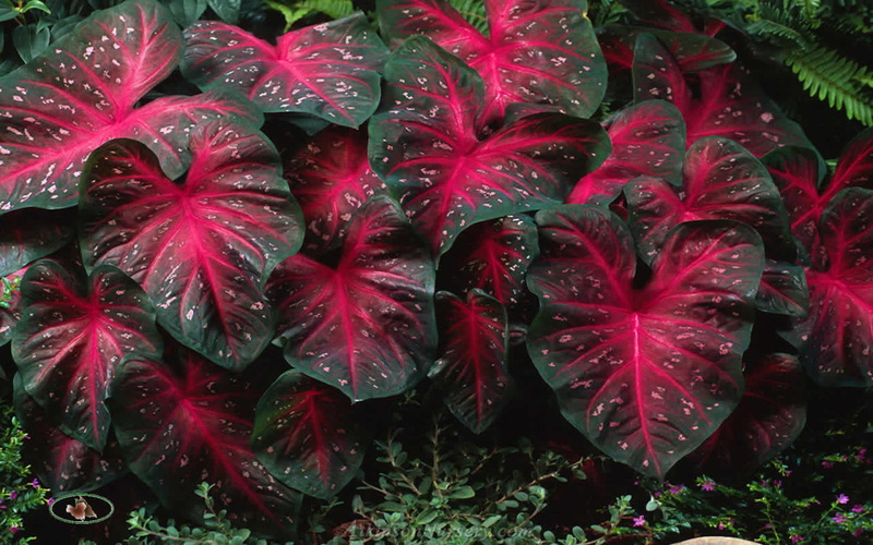 veins, flash, caladiums, outdoor, green, 1080P, center, plants, bulbs, ears, perennial, garden, border, elephant, dark, red