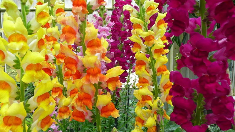 gardening, perennials, colorful, 3d and abstract, flowers, beautiful, 1080P, summer, snapdragons
