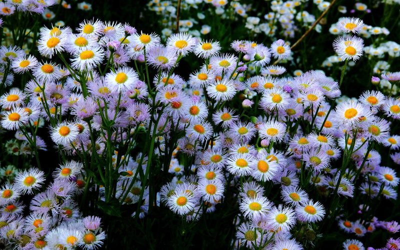 field, bellis perennis, white, flower, 2560x1600, 2K, perennis, flowers, bellis