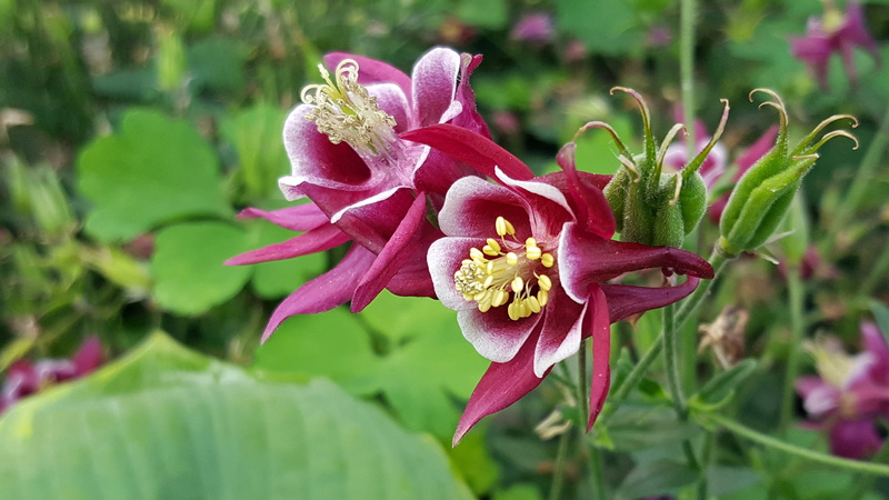 flower head, columbine, iris - plant, focus on foreground, flower, cottage garden plants, flowering perennials, nature, columbine plant, closeup, columbines