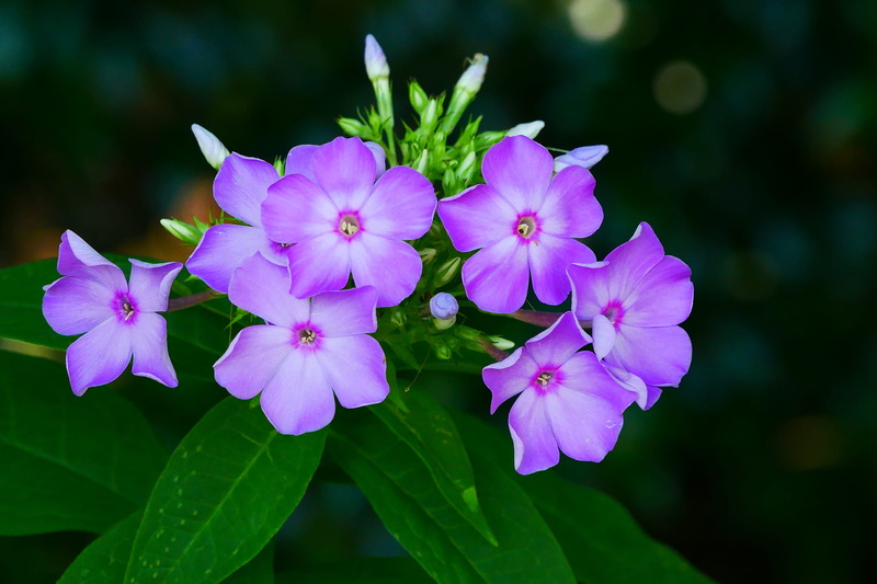 nature, phlox flower, outdoors, close-up, perennial plants, phlox plant, phlox, 1080P, garden phlox, flower image, flowers, photos, focus on foreground