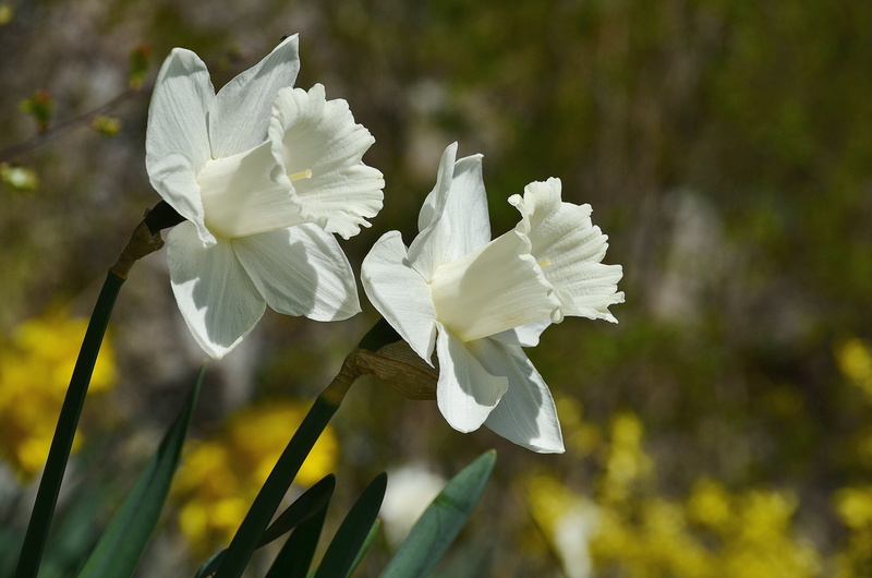 flowering plant, sunny, floral, springtime, plant stem, macro, photography, freshness, narcissus, shot, ornamental, Daffodils, inflorescence, close-up