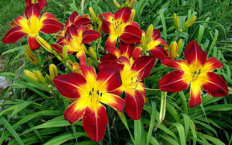 color, plants, phones, wine, ruby, hemerocallis, perennial, fine, hd, daylily, flowers, spider, desktop, mobile, deep, 1080P, tablet, red, variety