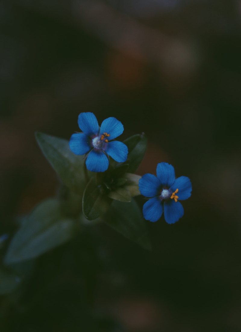 day, flora, purple, perennial, close-up, flower, freshness, fragility, blooming, two, inflorescence, flower head, blue flower, beautiful, selective focus