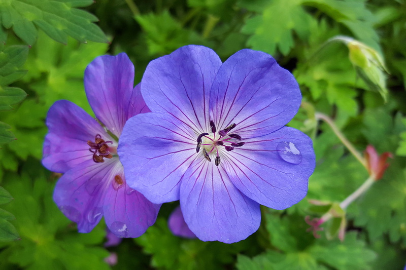 pictures of geraniums, petal, geranium picture, images flowers, geranium flower, plant, animals in the wild, water, late, 1080P, flower images, flowers