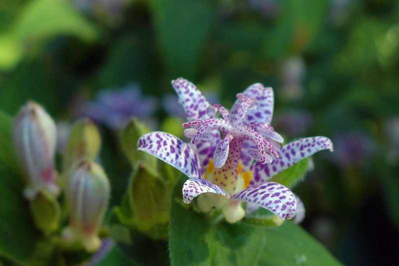 1080P, close-up, tricyrtis, growth, pictures of flowers, plant, vulnerability, fragility, flower images, shade plants, selective focus, shade perennial