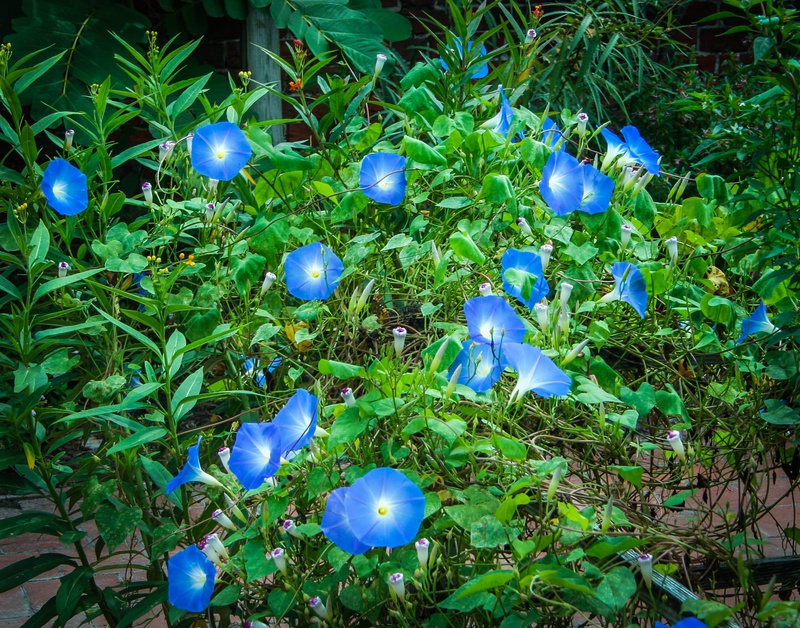 purple, leaf, convolvulaceae, beauty in nature, day, green color, grass, land, no people, flower, fragility, perennial, nature, glory, heavenly blue, high angle view
