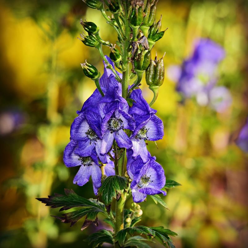 inflorescence, 2K, freshness, flowering plant, selective focus, purple, summer, blossom, poisonous, monkshood, plant part, herbaceous, flower head, beauty in nature